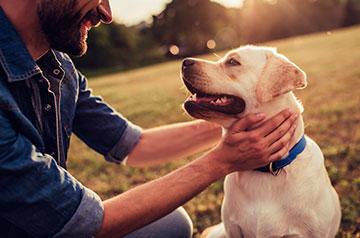 pet fairs
