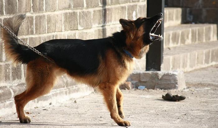 perro alemán ladrando