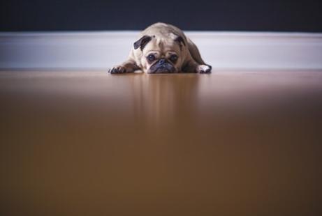 Por qué lloran los perros? Motivos consejos | IFEMA MADRID