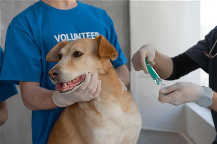 Perro recibiendo vacuna