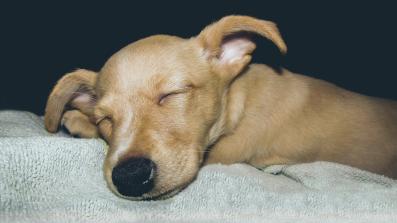cachorro
