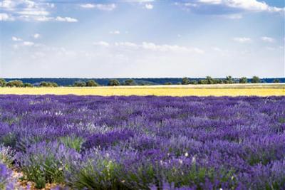 Campo de lavanda en flor en Brihuega