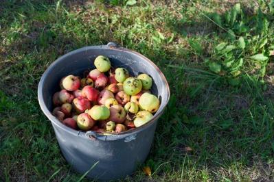 cubo con manzanas