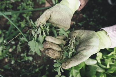 hierbas agricultura regenerativa