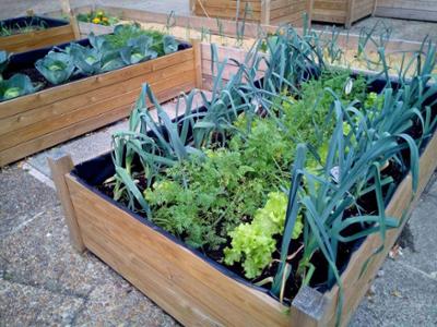 Huerto urbano en mesa de cultivo