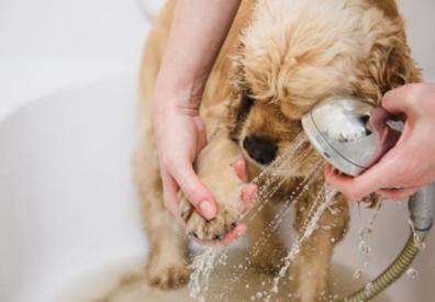 Imagen de una Persona limpiando las patas de su perro en la bañera