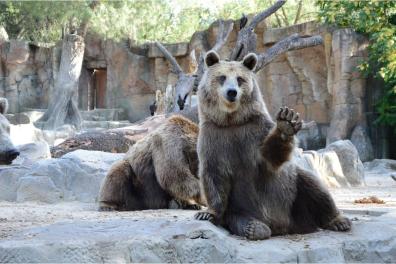Oso saludando en el zoológico de Madrid