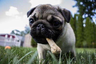 perro comiendo