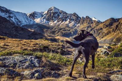 Perro en montaña