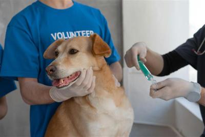 Perro recibiendo vacuna