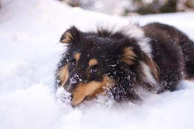 Perro tumbado en la nieve