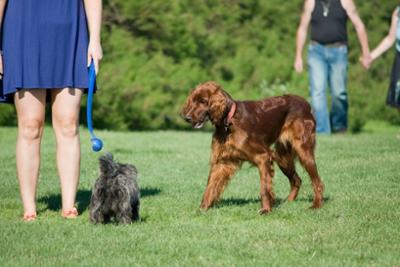 Perros jugando en el parque