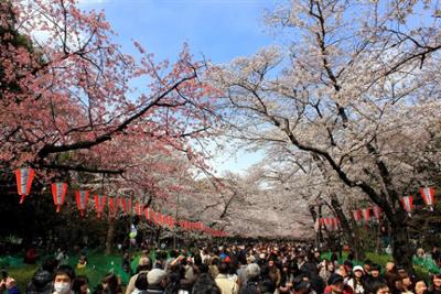 Personas celebrando hanami bajo cerezos en flor en un parque de Japón durante la primavera