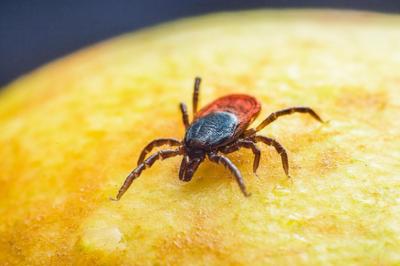 Qué son las garrapatas y cómo actuar ante sus picaduras