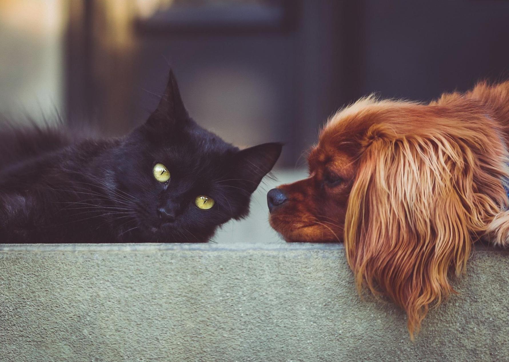 perros, conoce los tipos | IFEMA
