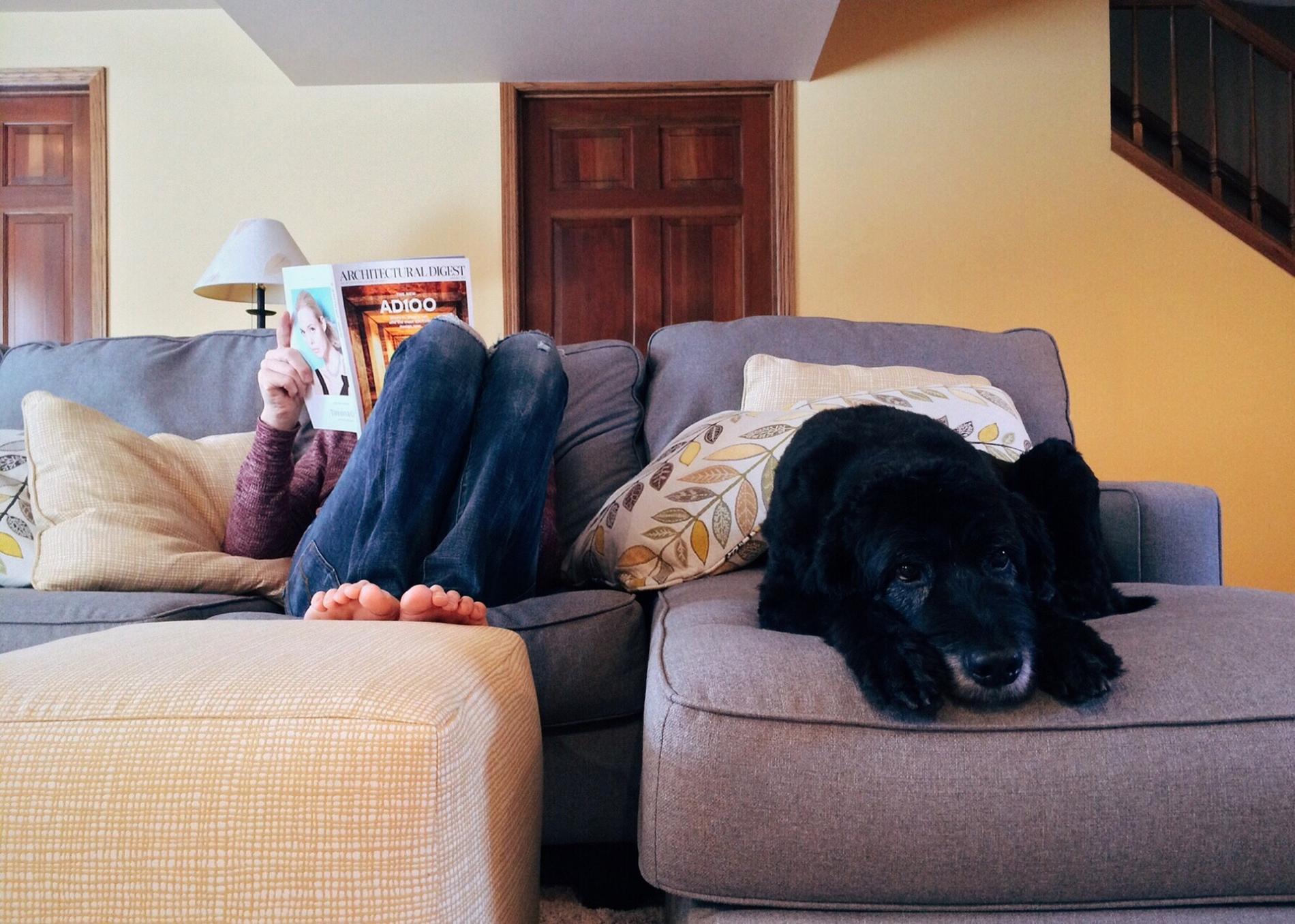 Acostumbrar al Perro a hacer Necesidades en un Lugar