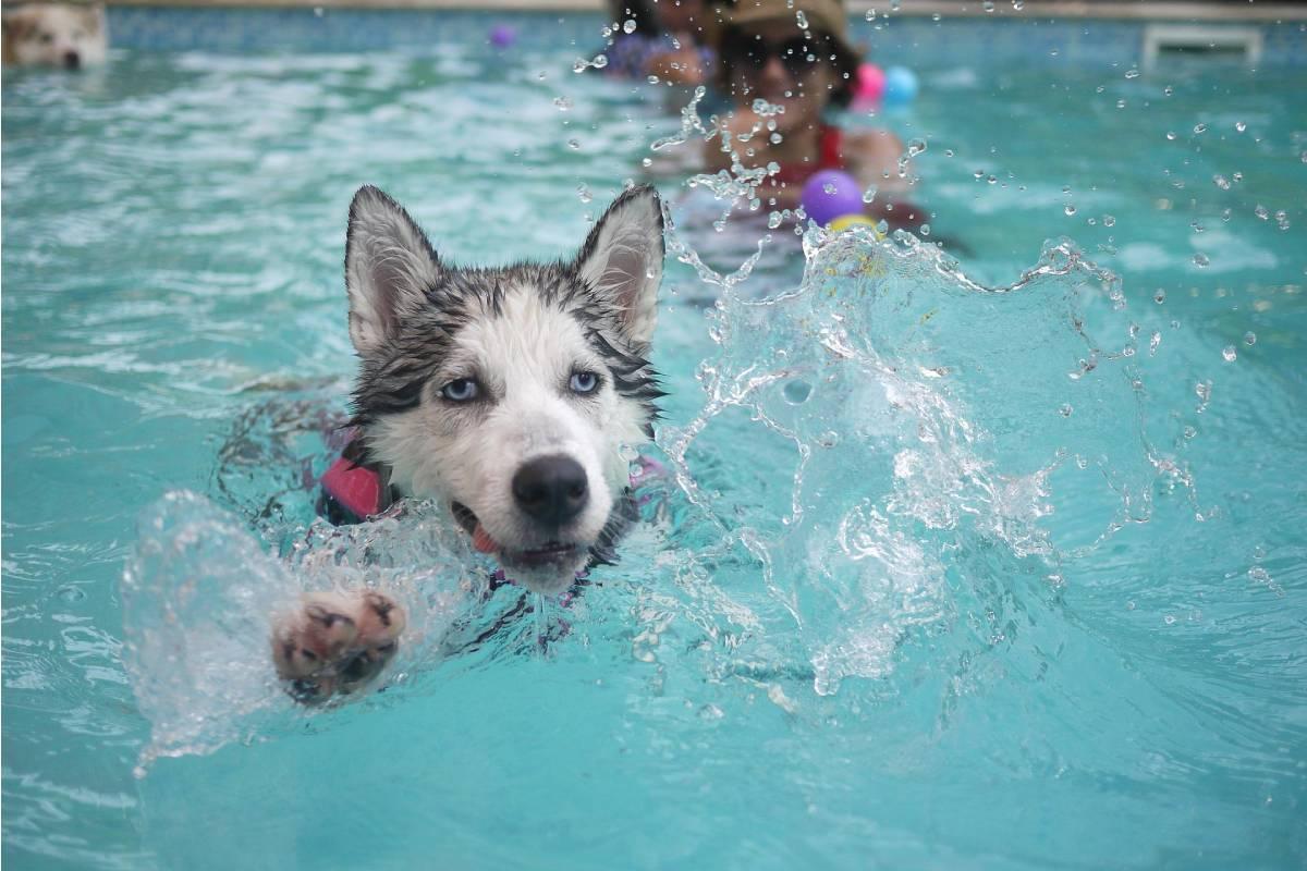 Piscinas para perros en Madrid