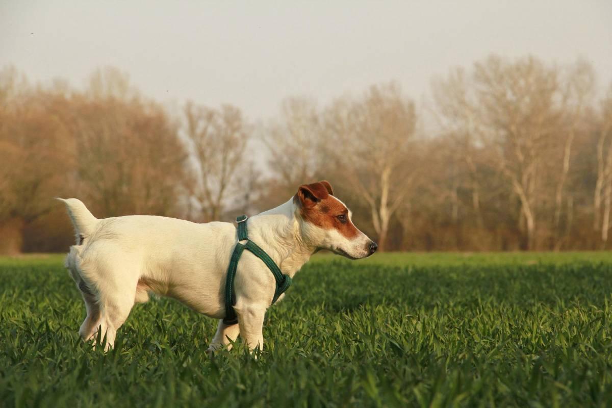 Parques para perros en Madrid para ir con tu mascota