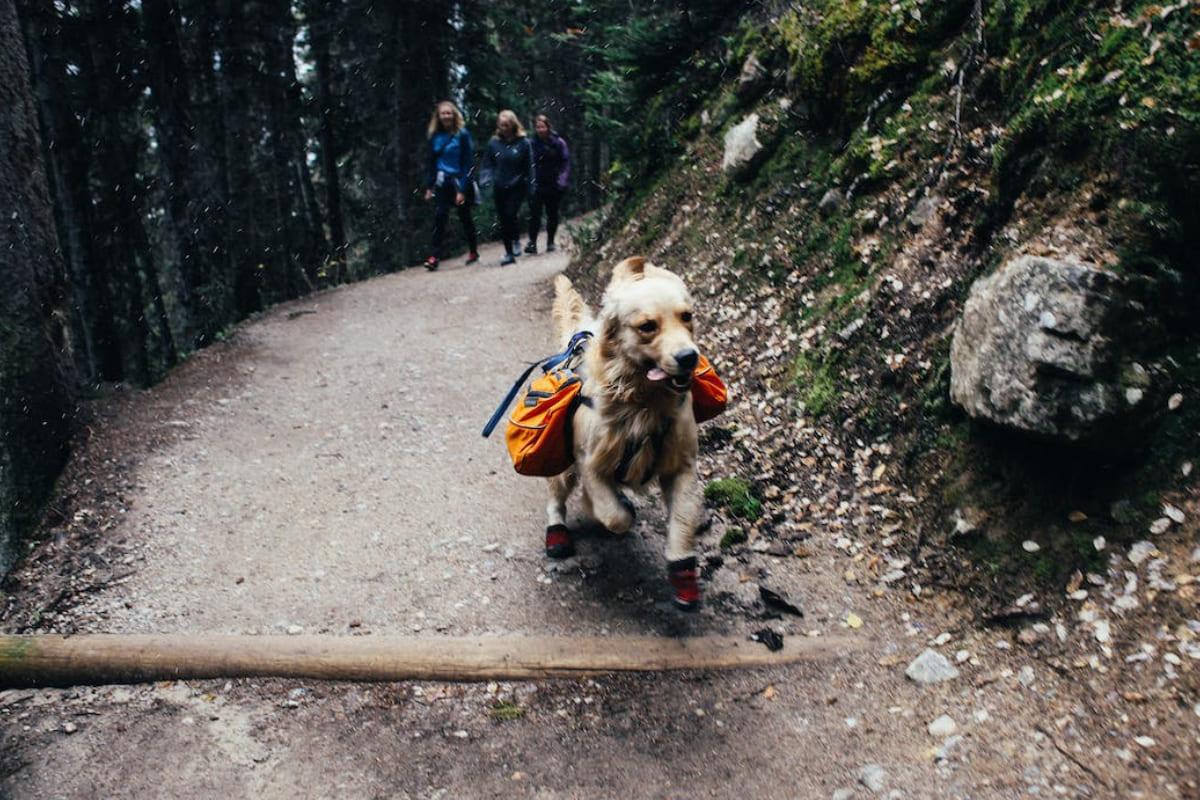 Descubre las mejores rutas con perros en Madrid