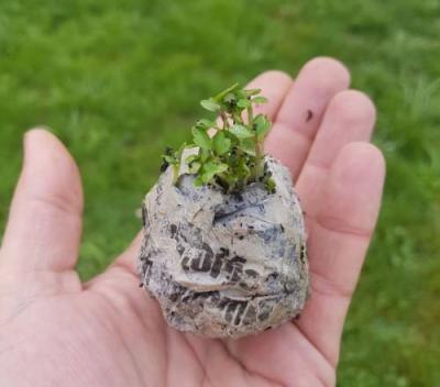 JUVENALIA Bomba Semilla Airelibre