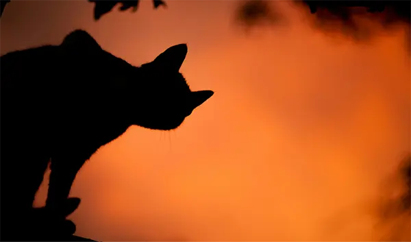 Gato al transluz con fondo naranja