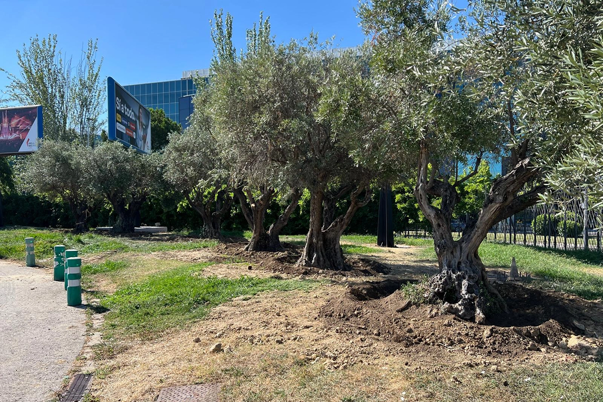 Olivos de Valdebebas in MADRING